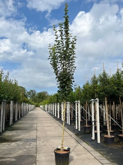 Acer campestre 'Lienco' (Feldahorn) Hochstamm 12-14 StU im Container, schlanker Stamm mit aufrechtem Kronenaufbau.