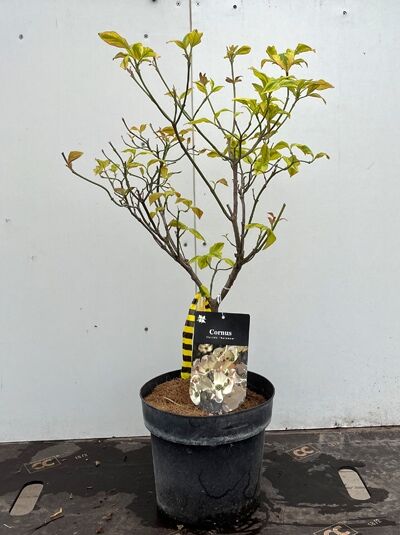 Amerikanischer Blumen-Hartriegel &#039;Rainbow&#039; / Cornus florida &#039;Rainbow&#039;