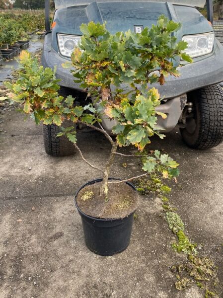 Kleinbleibende Stiel-Eiche 'Compacta' / Kleinbleibende Stiel-Eiche 'Compacta'