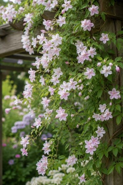 Stephans Jasmin - Jasminum stephanense