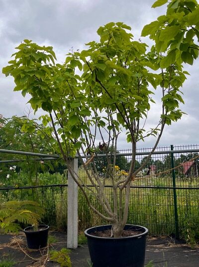 Gold-Trompetenbaum 300-350 cm - Catalpa bignonioides 'Aurea' (1567627)