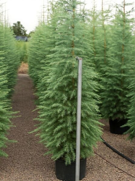 Cedrus deodara (Himalaja-Zeder) 175-200 cm, C40, immergrüne Konifere im schwarzen Container mit aufrechtem Wuchs und weichen Nadeln