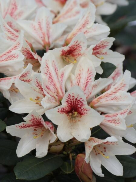 Rhododendron Hybride 'Amber Kiss' (Rhododendron 'Amber Kiss') mit cremeweißen Blüten und roter Zeichnung, Nahaufnahme