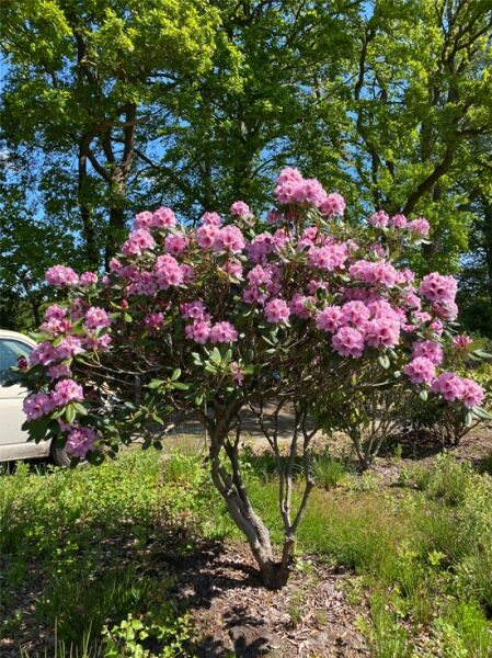 Rhododendron 'Humboldt Superior' / Rhododendron Hybride 'Humboldt Superior'