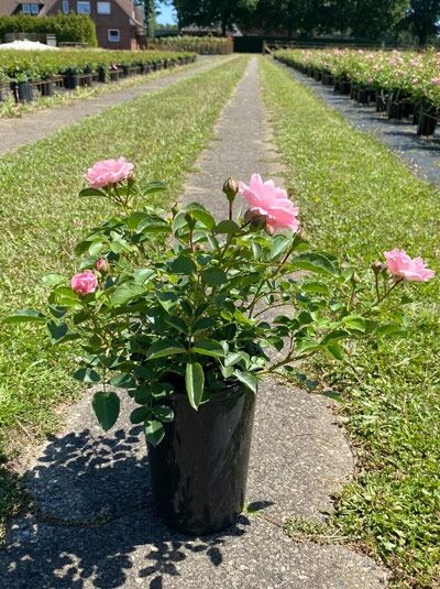 Rosa 'Sommerwind' ® / Beetrose 'Sommerwind' ® C5 im Topf mit rosa Blüten und grünem Laub