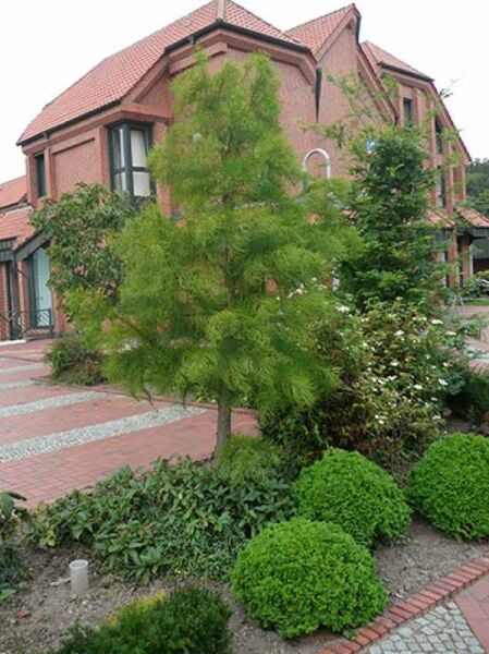 Taxodium distichum 'Nutans' / nickende Sumpfzypresse / aufsteigende Sumpfzypresse