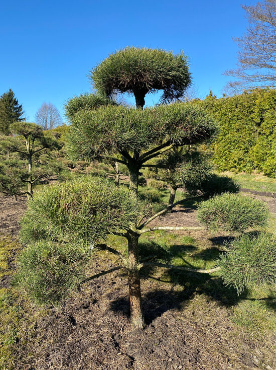 GartenBonsai (Nr. 1168) kaufen