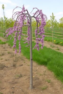 Hnge-Judasbaum 'Lavender Twist' - Cercis canadensis 'Lavender Twist'