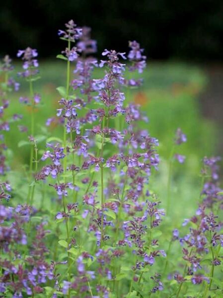 Nepeta grandiflora 'Pool Bank' / Katzenminze 'Pool Bank'