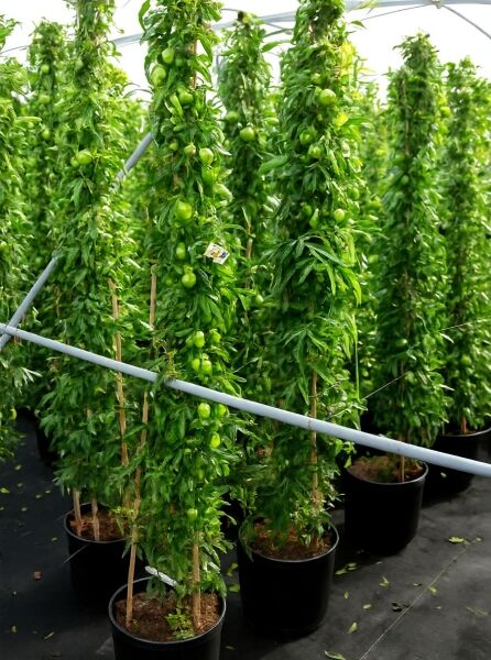 Passiflora caerulea / Blaue Passionsblume, Kletterpflanze im Topf C20, 175–200 cm, mit grünen Früchten an Rankhilfe