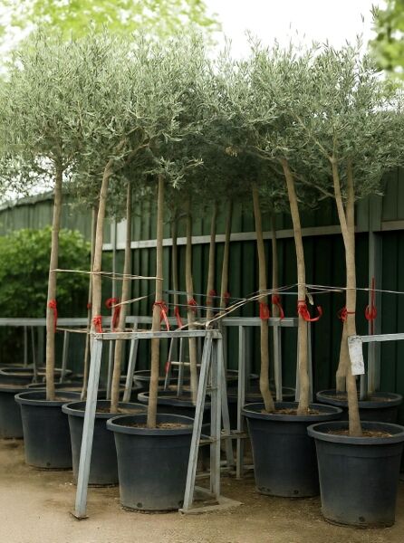 Olea europaea (Olivenbaum) Hochstamm im Container, mehrere Bäume mit geradem Stamm und dichter Krone in Töpfen.