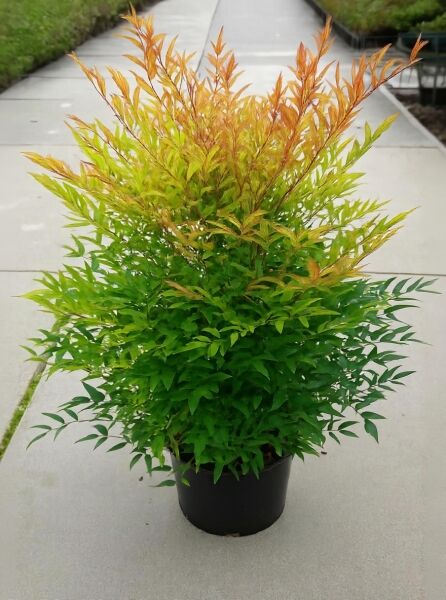 Nandina domestica (Heiliger Bambus/Himmelsbambus) im Topf C20, 60–80 cm, buschiger Strauch mit grünem Laub und rötlichem Austrieb