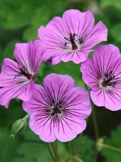 Garten-Storchschnabel Geranium wallichianum 'Pink Penny ®' mit rosafarbenen, fünfzähligen Blüten und dunkler Aderung, Nahaufnahme.
