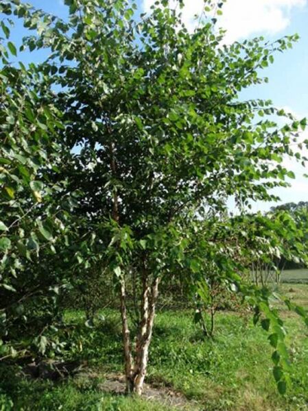 Betula nigra (Schwarz-Birke/Fluss-Birke) mehrstämmig, ca. 350–400 cm, mit grünem Laub und heller Rinde.