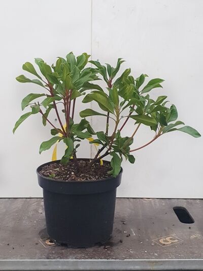 Kalmia latifolia 'Ostbo Red' (Lorbeerrose/Berglorbeer) im Topf, buschiger Wuchs mit grünen Blättern, 25–30 cm, C4