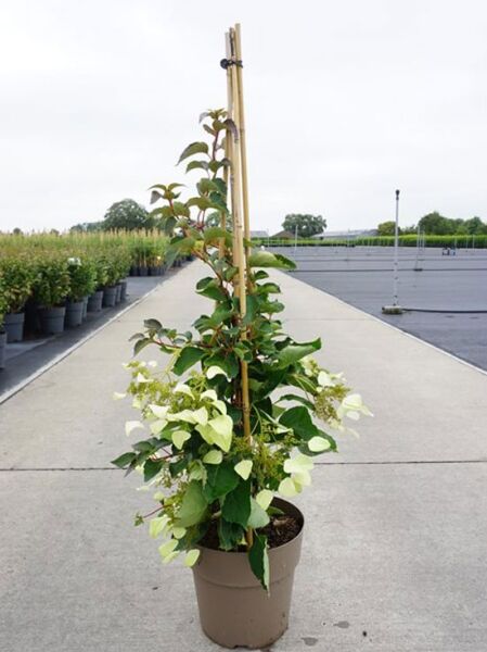 Spalthortensie Rose Sensation / Schizophragma hydrangeoides 'Rose Sensation'