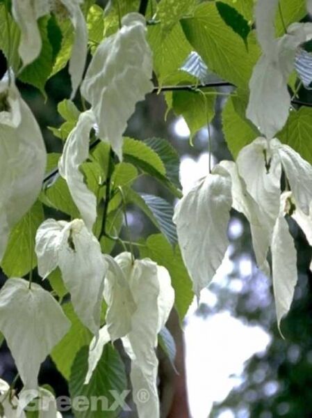 Taschentuchbaum / Aufwiedersehenbaum / Davidia involucrata var. vilmoriniana