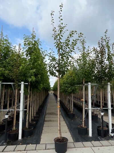 Prunus domestica 'President' / Pflaume 'President' Hochstamm 10-12 StU im Container, junger Baum mit aufrechtem Stamm und Laubkrone