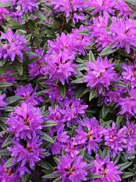 Zwergrhododendron 'Azurwolke' / Rhododendron russatum 'Azurwolke'