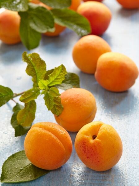 Aprikose &#039;Tros Oranje&#039; / Prunus armeniaca &#039;Tros Oranje&#039;