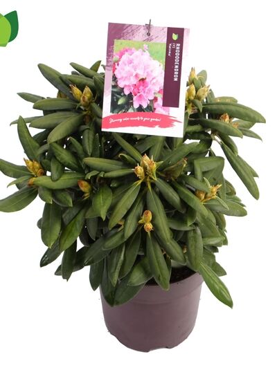 Rhododendron 'Kalinka' / Rhododendron yakushimanum 'Kalinka'