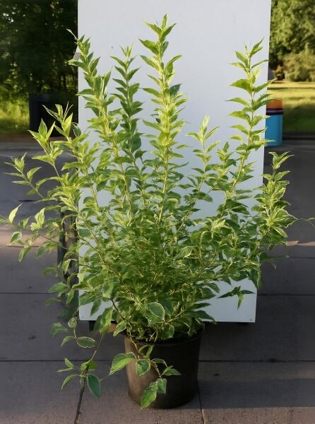 Weigela florida 'Nana Variegata' / Liebliche Weigelie 'Nana Variegata', buschiger Strauch im Topf mit panaschierten Blättern.