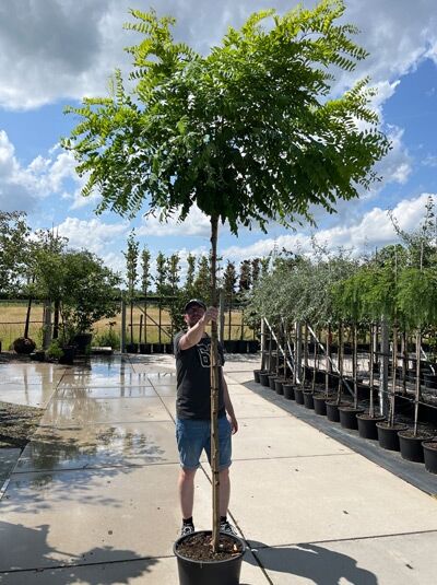 Robinia pseudoacacia 'Umbraculifera' / Kugel-Robinie, Kugel-Akazie mit Kugelkrone, 200 cm Stamm 12-14 StU im Container