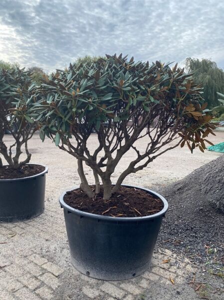 Rhododendron 'Gulliver' Schirm (Nr.1440) / Rhododendron adenogynum 'Gulliver' 140 cm breit x 120 cm hoch