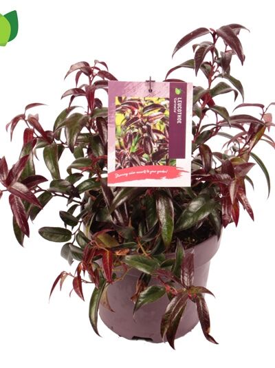 Traubenheide 'Carinella' / Leucothoe axillaris 'Carinella'
