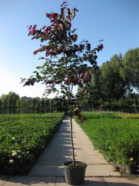 Amerikanischer Judasbaum 'Forest Pansy' (Cercis canadensis) Hochstamm im Container mit purpurfarbenem Laub.