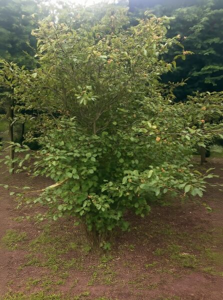 Amelanchier lamarckii / Kupfer-Felsenbirne, Solitär 300-350 cm m. Db., mehrstämmiger Strauch mit grünem Laub.