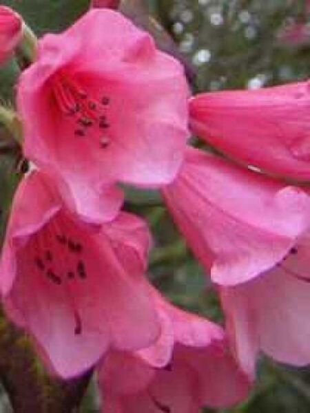 Rhododendron Hybride 'Winsome' / Rhododendron 'Winsome'