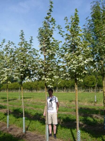 Spitz-Ahorn 'Drummondii' (Acer platanoides 'Drummondii') Hochstamm, mehrtriebige Krone mit panaschierten Blättern.