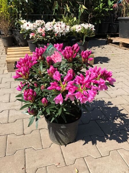 Pontischer Rhododendron 'Graziella' / Rhododendron ponticum 'Graziella'