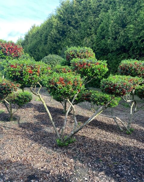 Garten-Bonsai / Ilex meserveae 'Blue Princess' 180 cm breit x 165 cm hoch