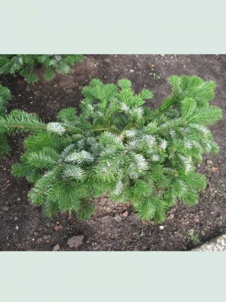 Abies amabilis 'Spreading Star' Purpurtanne, niedriger Nadelbaum mit dichten grün-weißen Nadeln, Höhe 50-60 cm, auf Erde gepflanzt.