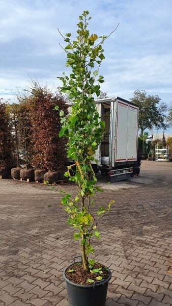 Säulen-Fächerblattbaum Ginkgo biloba 'Princeton Sentry', schlanker aufrechter Jungbaum im Container C35, Höhe 250–300 cm.