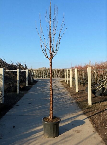 Prunus serrula (Mahagoni-Kirsche) Hochstamm 10-12 StU im Container, laubloser Baum mit verzweigter Krone im Topf