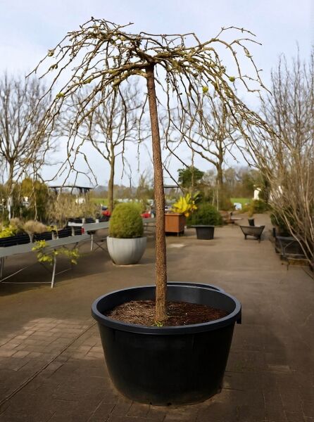 Ulmus glabra 'Camperdownii' (Camperdown-Ulme, Lauben-Ulme) Hochstamm im Container mit überhängender Krone, unbelaubt
