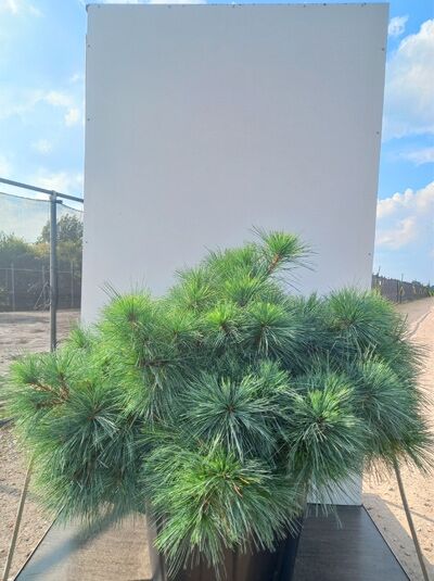 Pinus strobus 'Minima' / Weymouths-Kiefer 'Minima' 80-100 cm C80, kompakter Strauch mit langen, weichen Nadeln im Container
