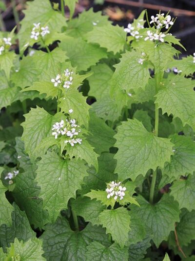 Knoblauch-Kraut, Knoblauchrauke / Knoblauch-Kraut, Knoblauchrauke