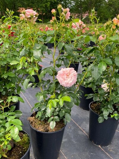 Rosa 'Cremosa' (Beetrose 'Cremosa') im C5-Topf, buschiger Wuchs mit grünem Laub und zartrosa, gefüllter Blüte.