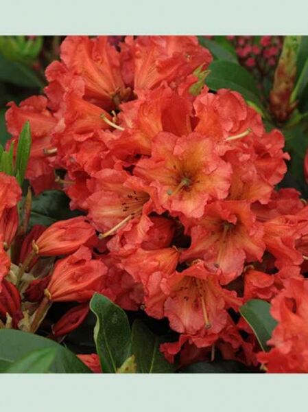 Rhododendron Hybride 'Chiwawa' / Rhododendron 'Chiwawa'