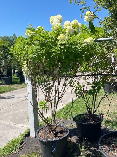 Limonenfarbene Rispen-Hortensie 'Schirmform' / Hydrangea paniculata 'Limelight ®' (876375)