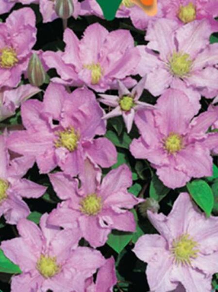 Waldrebe 'Pink Celebration' / Clematis 'Pink Celebration'