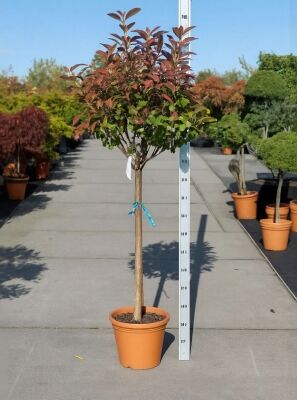 Glanzmispel 'Red Robin' (Hochstamm / Stmmchen) - Photinia fraseri 'Red  Robin'