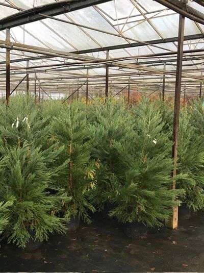 Sequoiadendron giganteum / Mammutbaum / Bergmammutbaum