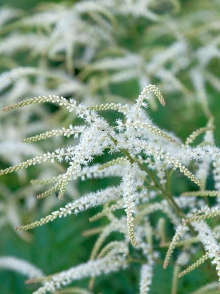 Geißbart 'Johannifest' / Aruncus aethusifolius 'Johannifest'