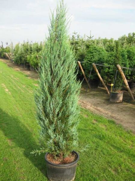 Blauer Raketen-Wacholder / Blauer Raketen-Wacholder