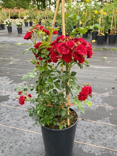 Rosa 'Crimson SILUETTA'® (Strauchrose) C5 im Topf, aufrecht wachsend mit roten gefüllten Blüten und grünem Laub